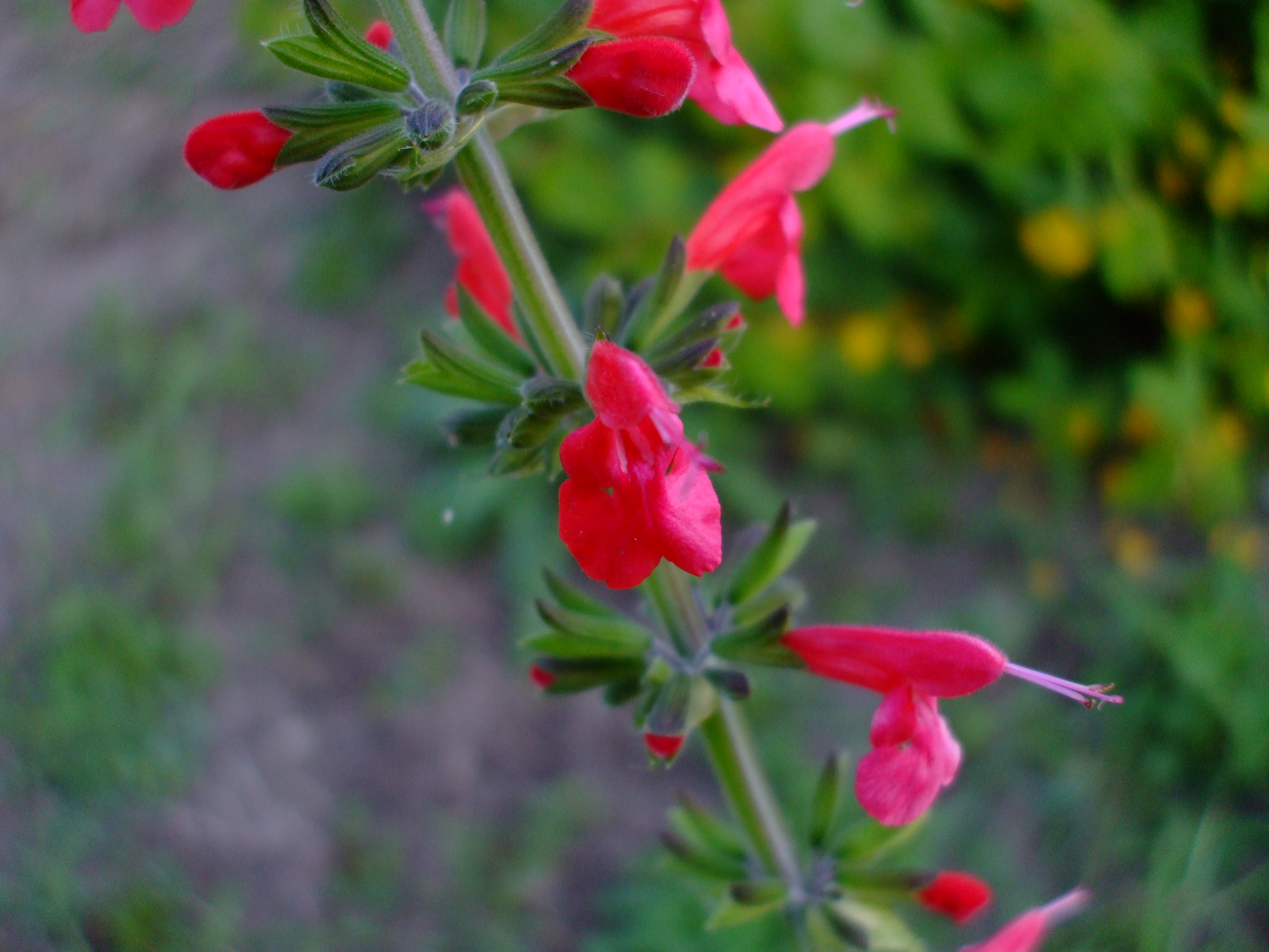 Salvia coccinea